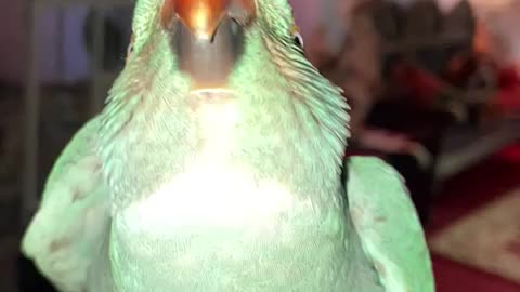Parrot shows love
