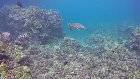 Sea Turtle in Maui, Hawaii