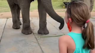 elephant imitates little girl