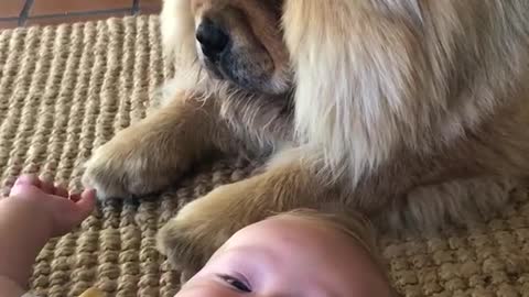 Big fluffy brown dog behind baby laying on floor making bubble fart noises