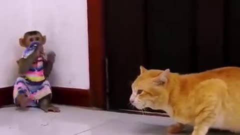 monkey vs cat fight