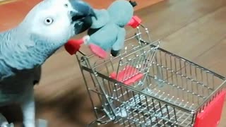 Parrots love shopping!