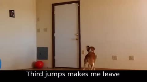 Dog Training Stop Your Dog From Jumping On You