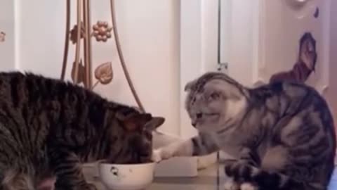 OMG_so _cute_cat_funny video