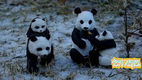 Two White Tigers Hide in the Snow to Avoid being Seen Another Animal