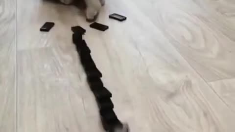 Smart and cute cat playing🐾🐾🐈🐈
