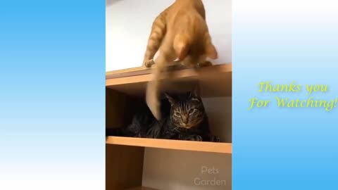 Funniest cats ever doing the most amazing things.