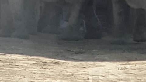 Elephant 🐘 in dubai safari park