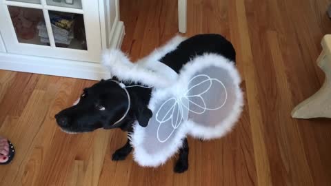 Dog dressed as Angel for Halloween