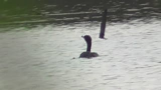 143 Toussaint Wildlife - Oak Harbor Ohio - Cormorant Enjoys A Swim