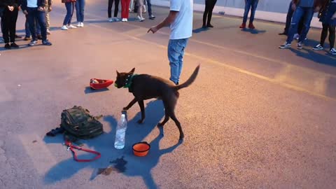 Dog training in Public street __ Hand signal and voice commands __ Colosseum, Rome- By Rs World