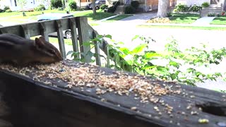Chipmunk stealing birdseed
