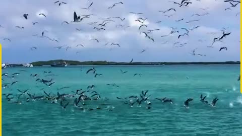 Birds_crew_gather_for_the_fish_feast!(720p)