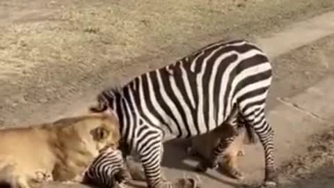 Lion Kills Zebra