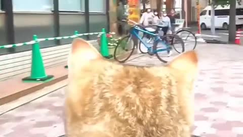 cuddly cat riding a cart