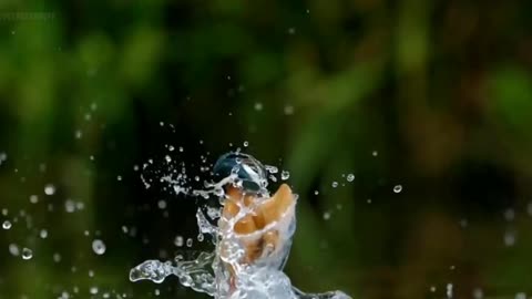 Amazing "Kingfisher"🕊️ Birds whatsapp status Vedio 🕊️ | by 𝕊𝕂𝕄 ℂɾҽαԵ𝕚́օղ