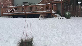 Great Dane / Daniff snow time