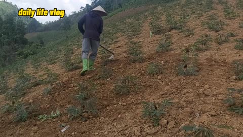 growing cassava on high hills | baongocpungbanh