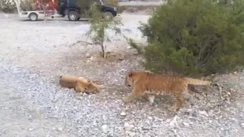 2 liger sisters learning how to rumble :)