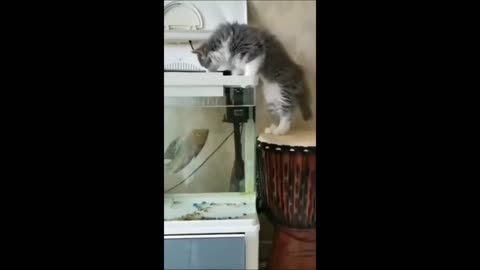 Funny animal videos 2023 - Funny cats-dogs