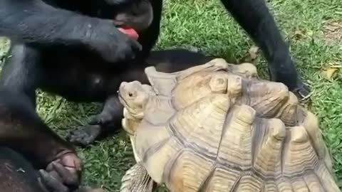 Sharing is Caring, Gorilla Feeding Turtle