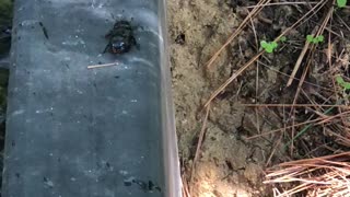 Frog Deals with Disgusting Beetle