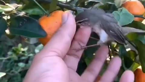 This is amazing fruit.In a Bird.