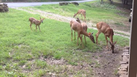 Deer, Deer and More Deer In Woman's Neighborhood Yard