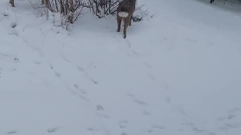 Friendly baby deer visit woman's backyard