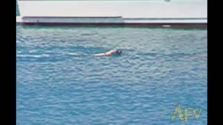 Dog Chases Dolphin In The Water Gets Slapped By Dolphin's Tail