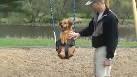 Dog in swing - dog on swing