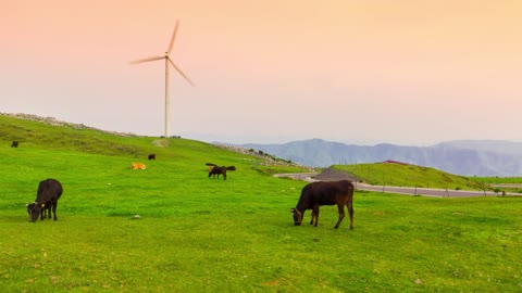 Time lapse of cows grazing while windmills spin