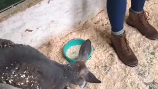 Playing with Kangaroos!