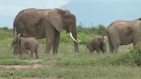 The elephant 🐘🐘🐘