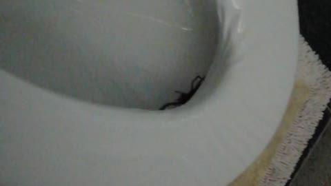 Scorpion Surprise After Sitting on the Toilet