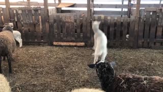 Happy Lambs Hops Around at Feeding Time