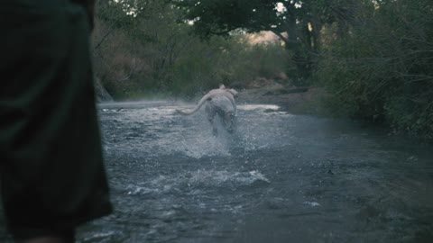 Canine gets a ball in a waterway 2021