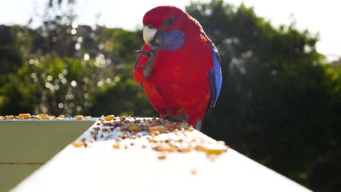 Redblue parrot