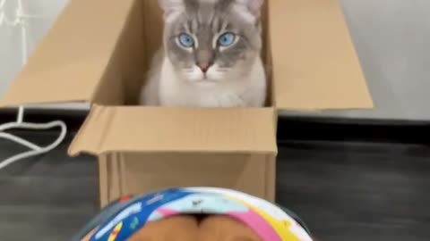 A dog with a scarf and a cat in a box