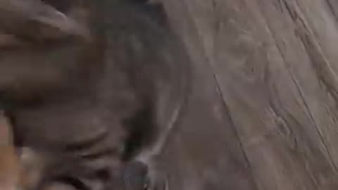 Funny cat and dog fight