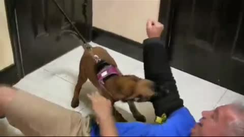 Dog very aggressive and bites him