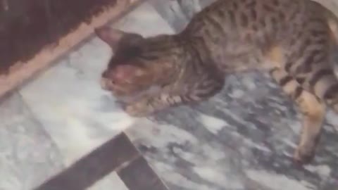 Cat Are Crazy😹-Funny And Cute Cat Videos 2021amazing my cat