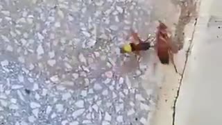 The war between bee and cockroach and ending unexpectedly