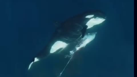 A killer whale enjoying the spoils of its hunt!