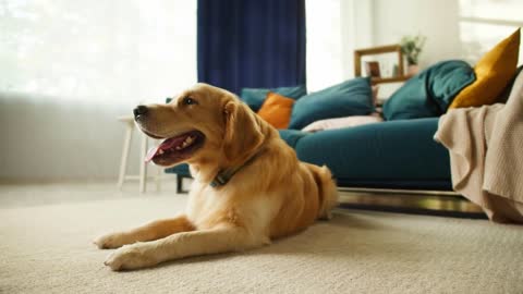 Golden retriever close-up. Obedient dog lying on floor in living room