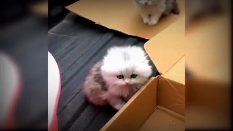 Baby cute cat and funny cats video#MFGfun