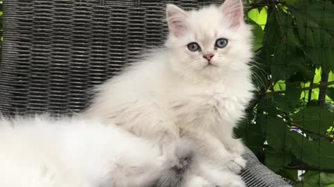 Two White Cats Like each other