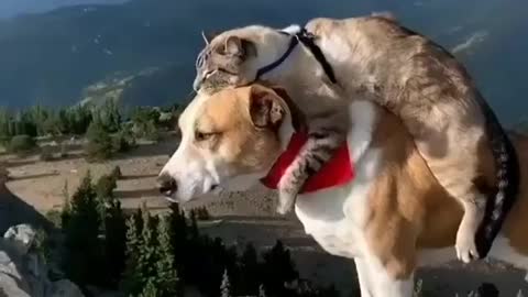 Dog and cat loving each other