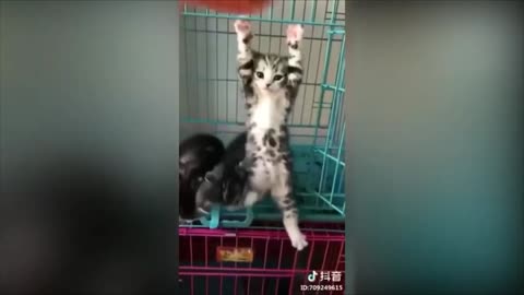 cat goes tarzan in a cage