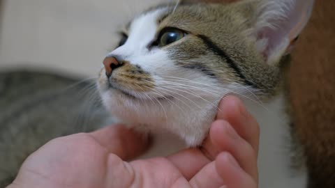 mixkit-petting-a-cute-cat-close-up